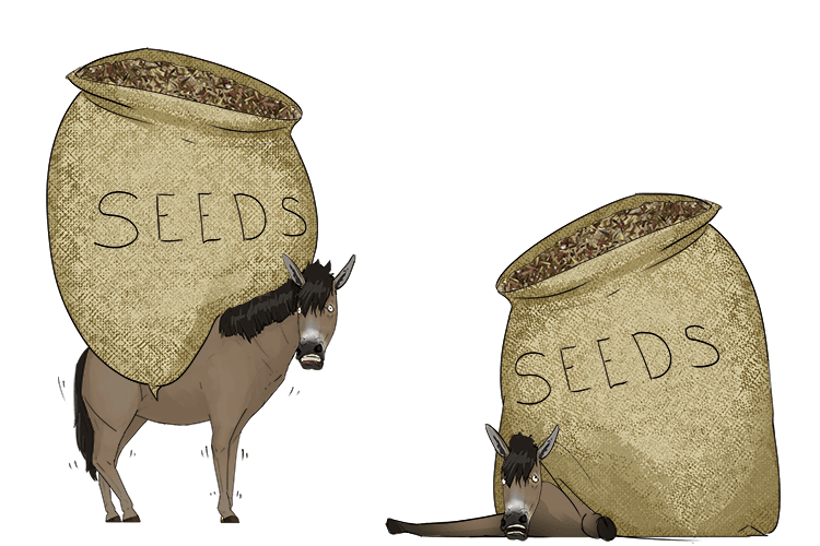 Over the back of the mules (ovules) are huge packs of seeds